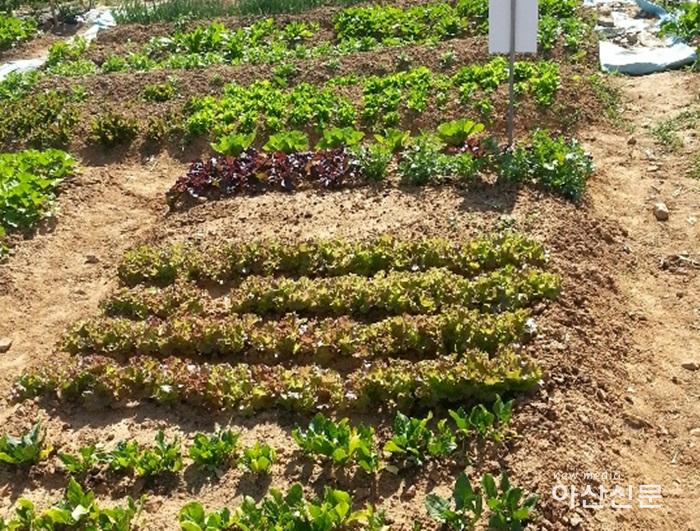 2. 기술보급과, 주말농장.jpg