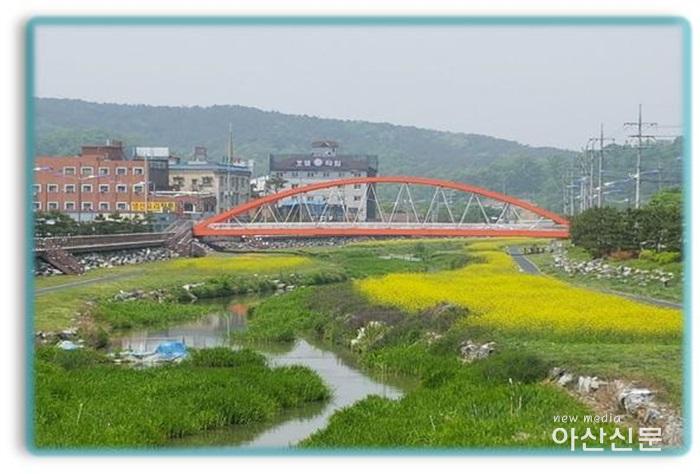 1. 도고면, 유채꽃 1.jpg