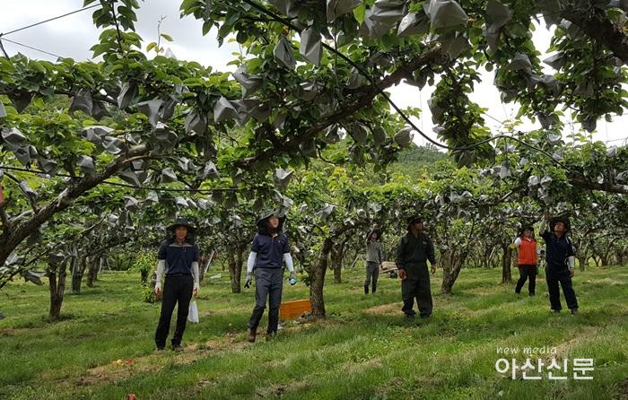 6. 기술보급과, 화상병 예찰.jpg