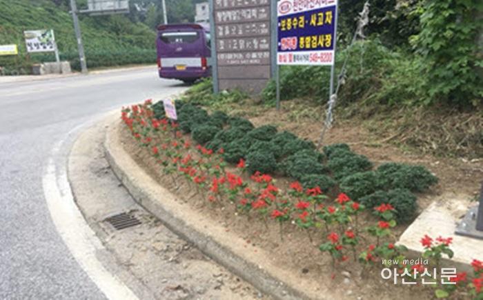 4. 탕정면, 가을꽃 식재.jpg