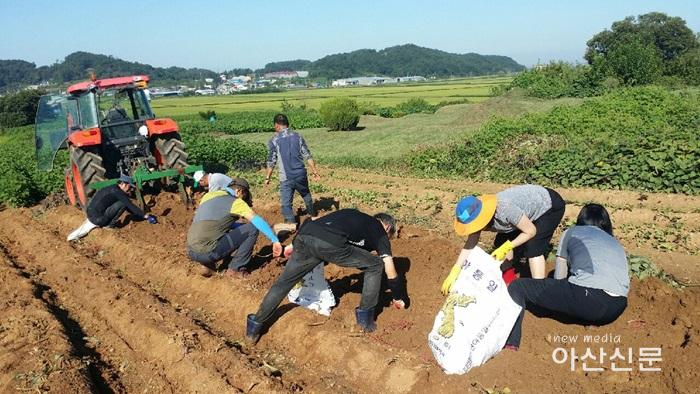 1. 신창 등향봉사단, 사랑의 고구마 수확.jpg