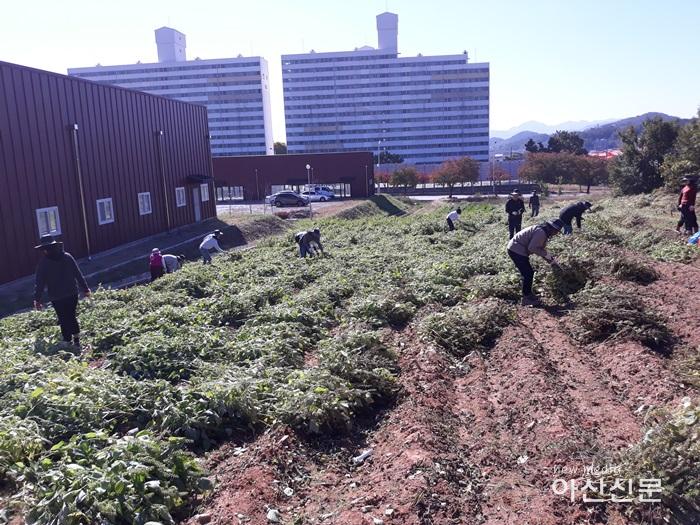 5. 탕정면, 농촌일손돕기.jpg