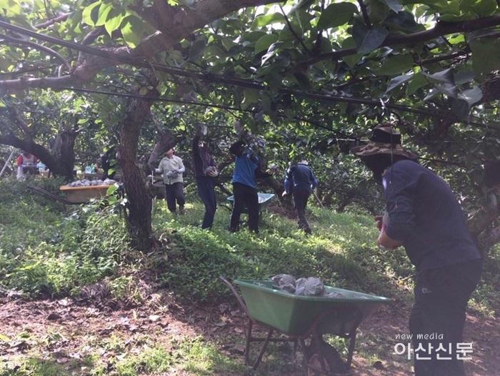 4. 둔포면, 가을철 일손돕기.jpg