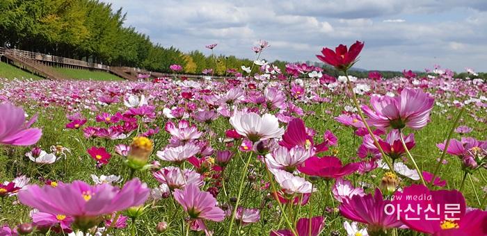 2. 기술보급과, 은행나무길 코스모스.jpg