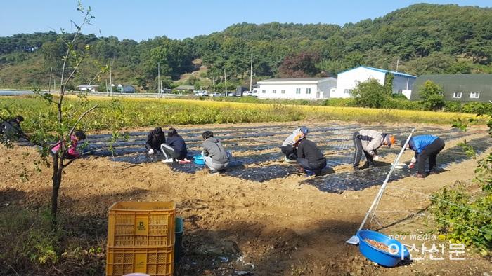 3. 토지관리과, 가을철 농촌일손돕기.jpg