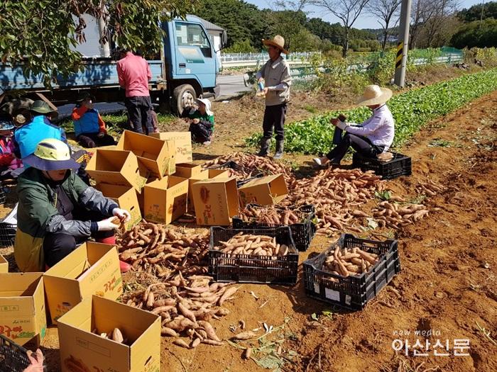 2. 인주면 행복키움, 고구마 수확.jpg