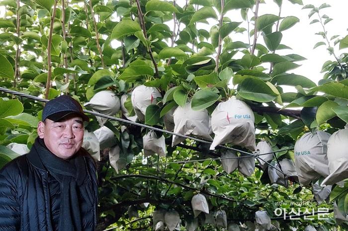 6. 농정과, 정순정 배농가 대표과일 선발 - 1번 사진.jpg