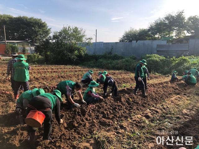고구마 수확 중인 새마을남녀지도자협의회 회원들(신창면).jpg