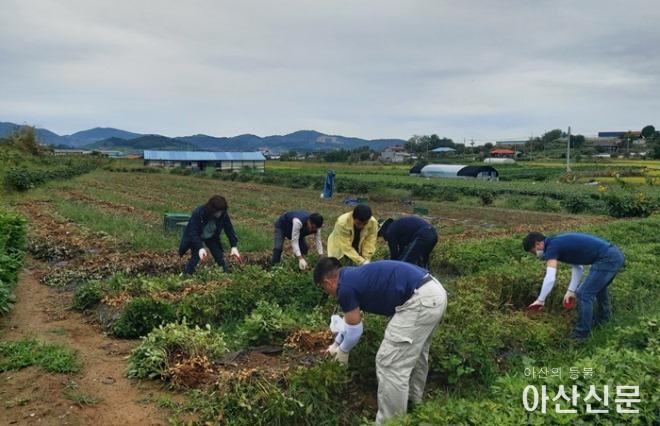 4. 아산시 영인면, 가을철 농촌일손돕기 나서.jpg
