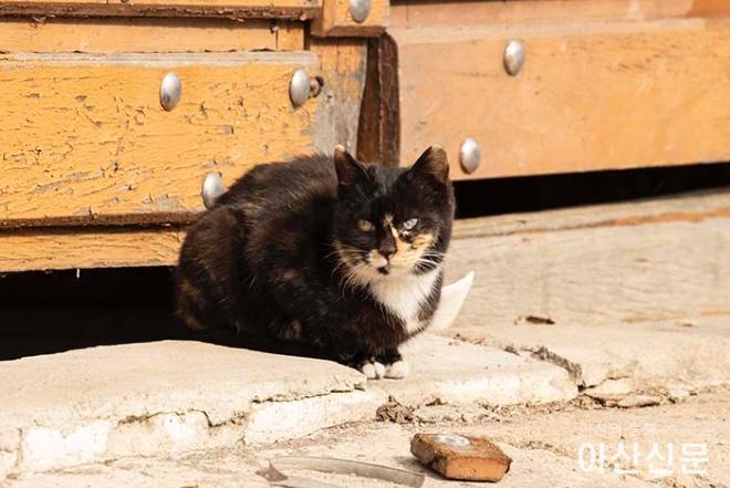 0210_철거촌 고양이_02.JPG