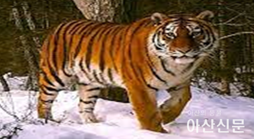 멸종 위기에 처한 백두산 호랑이.png