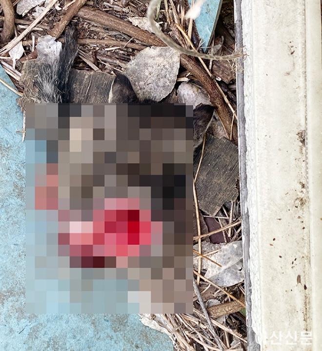 0516_길고양이 살해.jpg