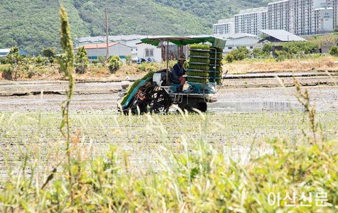0527_모내기_03.jpg