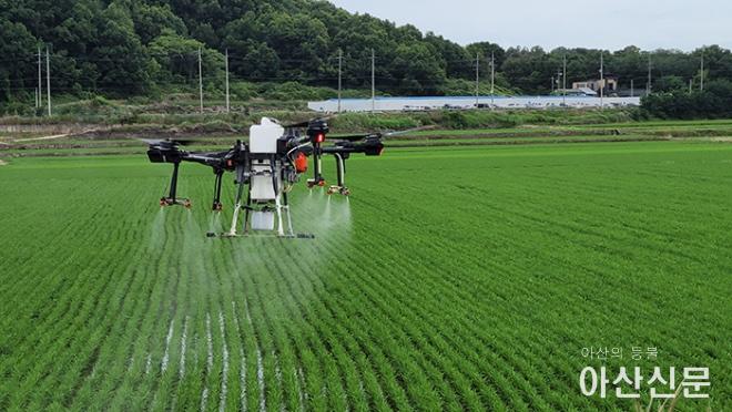 0629_벼 드론 방제.jpg