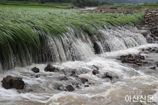 0816_청양 비피해.jpg
