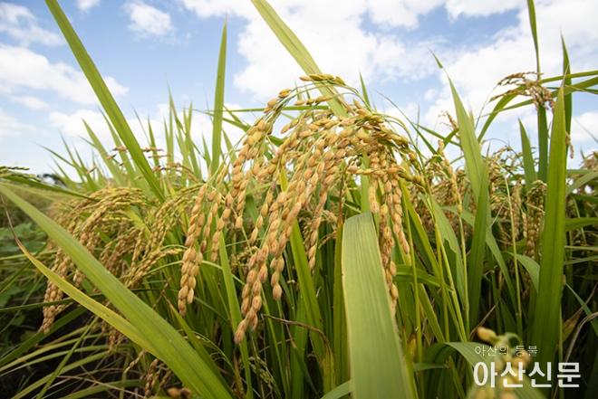 0920_가을 정취_01.JPG