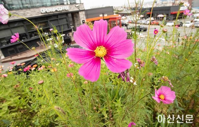 0920_가을 정취_08.JPG