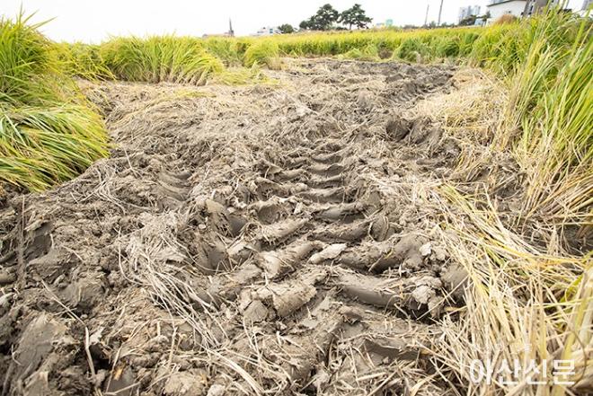 0928_아산 논_02.jpg