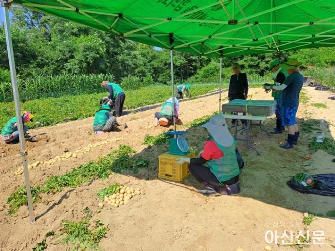1. 온양6동 새마을지도자협의회, ‘사랑의 감자 캐기’ 이웃 나눔 실천.jpg