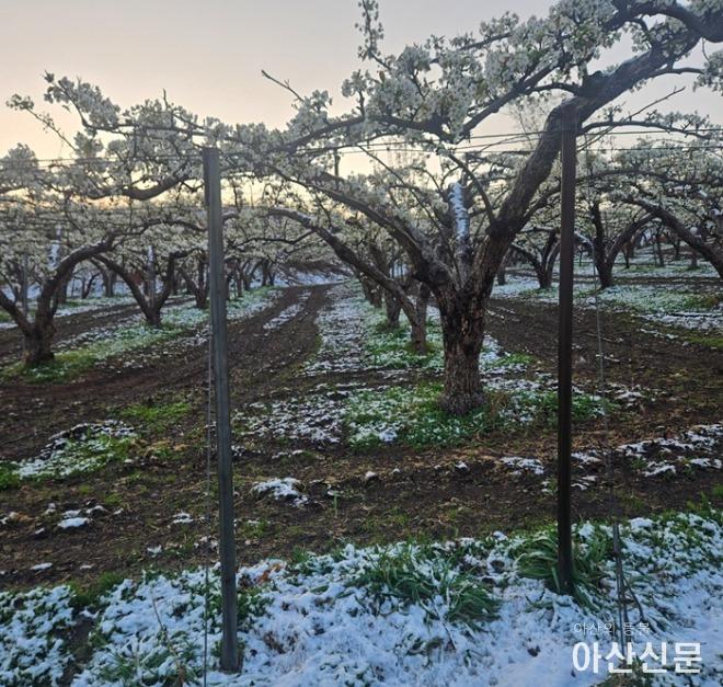 1. 아산시, 4월 중순 강설·저온·강풍 삼중고... 배 인공수분 ‘비상’ .jpg